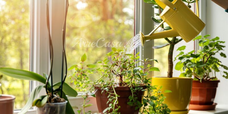 Piante da appartamento sul davanzale interno